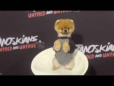Jiff Pom (Fastest Dog On Two Legs) // Janoskians Untold and Untrue Red Carpet Premiere
