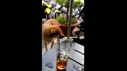 [ClipGo.vn] Dân mạng xôn xao chú chó đi bán vé số giúp chủ