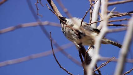 L'Éveil de la permaculture  Bande-Annonce