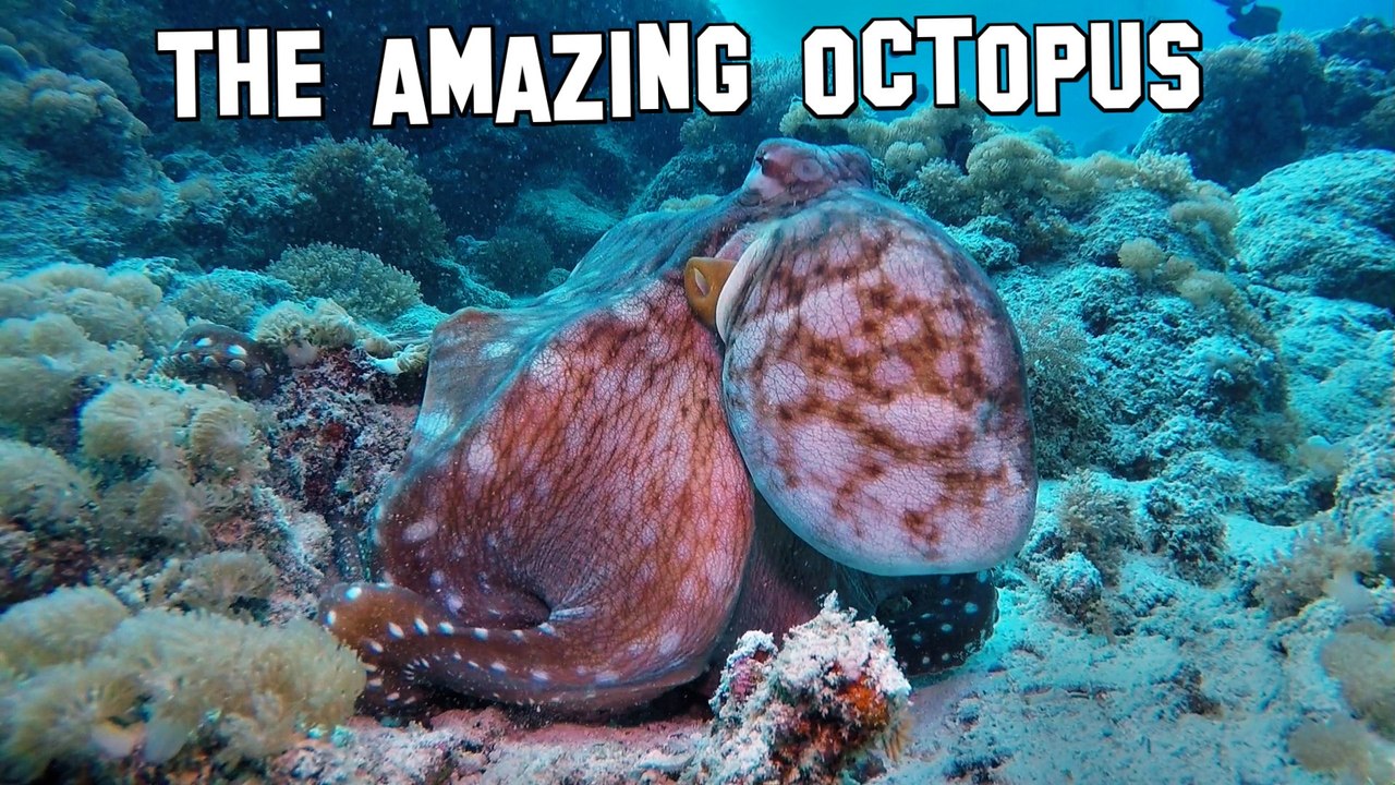 Octopus camouflage changes color texture - Diving GoPro Hero 4  Oktopus wechselt Farben