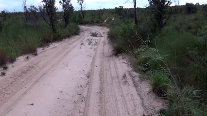 Tatu virando bola,   Armadillo rolls into a ball - In the wild Brazil
