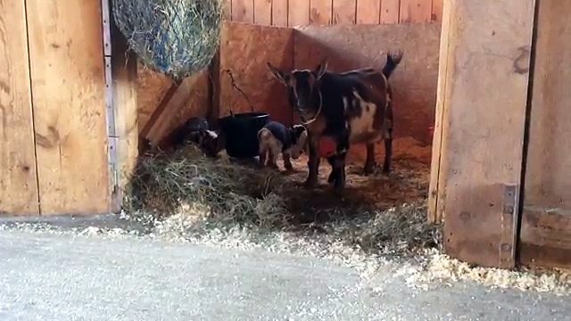 Ces bébés chèvres âgées d’un jour tentent de faire leur premier saut. Vous allez craquer !