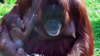 Newborn baby Bornean orangutan suckling