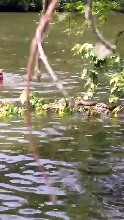 Ce fou chope un serpent à mains nues dans l'eau