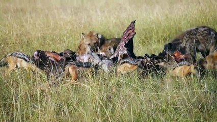 Documentary / Hunters and Predators of the Planet 2017