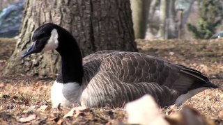 Canada Goose - HD Mini-Documentary
