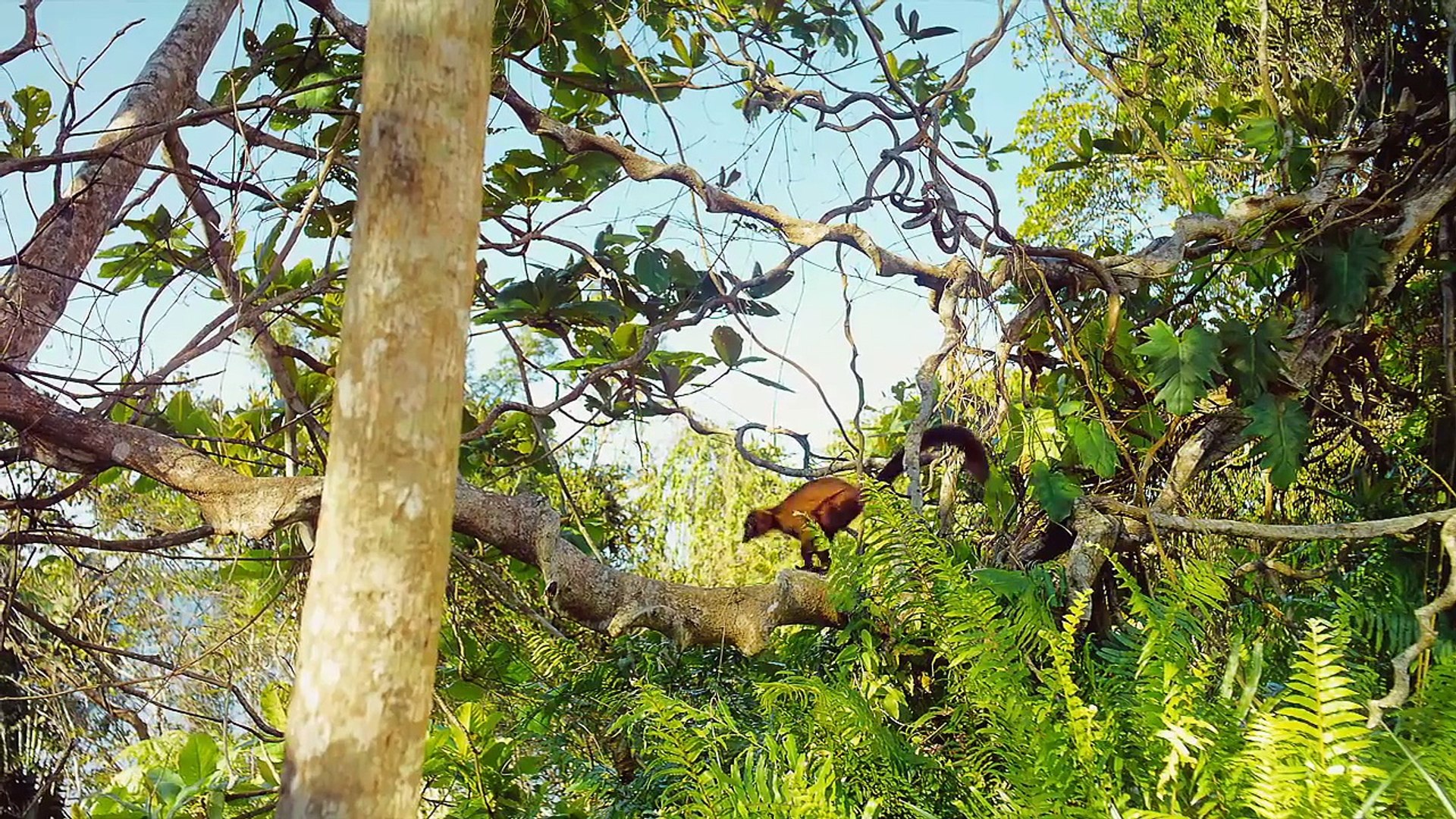 Island of Lemurs: Madagascar Official Trailer #1 (2014) - Nature Documentary HD