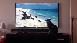 Titan watching a BBC documentary
