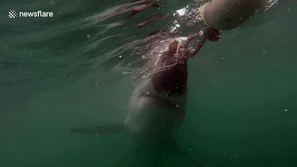 Great white shark 'spy hops' in front of camera