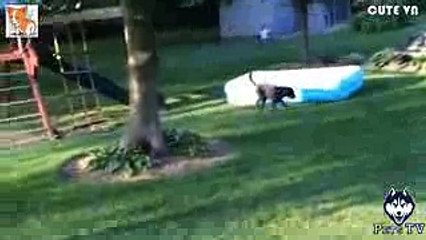 ♥Cute Dogs and Cats Doing Funny Things Compilation 2016 ♥ HD   26 - Cute VN(240p)