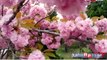 Festival Bunga Sakura Ramah Lingkungan