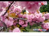 Festival Bunga Sakura Ramah Lingkungan