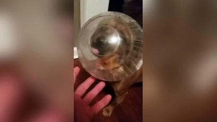 Ce chien se retrouve dans une situation un peu délicate !