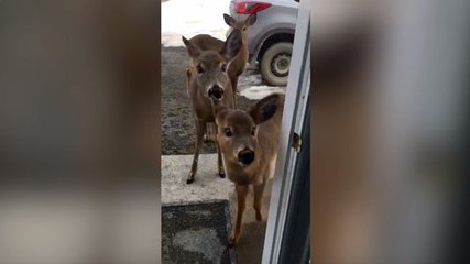 Des chevreuils tentent de rentrer dans une maison !