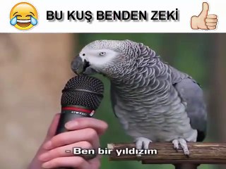 Kim kuş beyinli izle bakalım