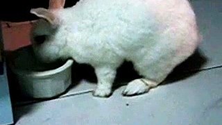 documentary rabbit | cute rabbit drinking water documentary | cute animals |