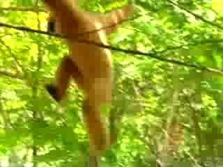 Un singe polisson se joue de deux tigres