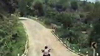 Un serpent attaque un motard sur une route en Thaïlande !