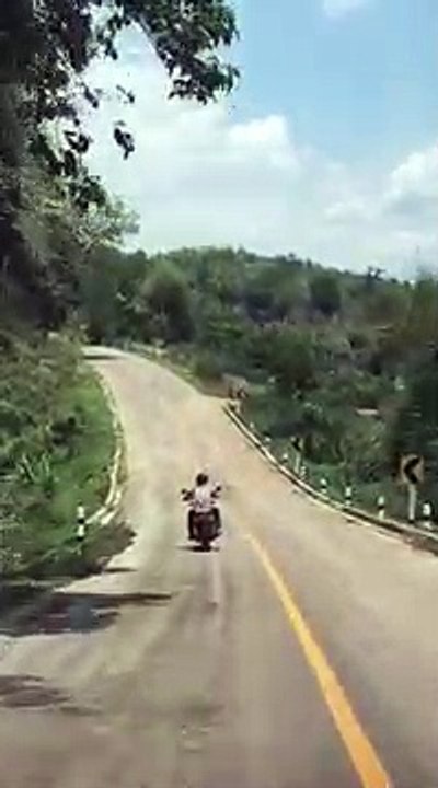 Un serpent attaque un motard sur une route en Thaïlande !