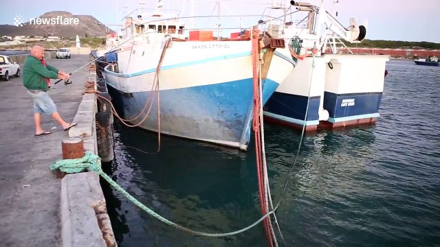Great white shark spotted in harbour in South Africa