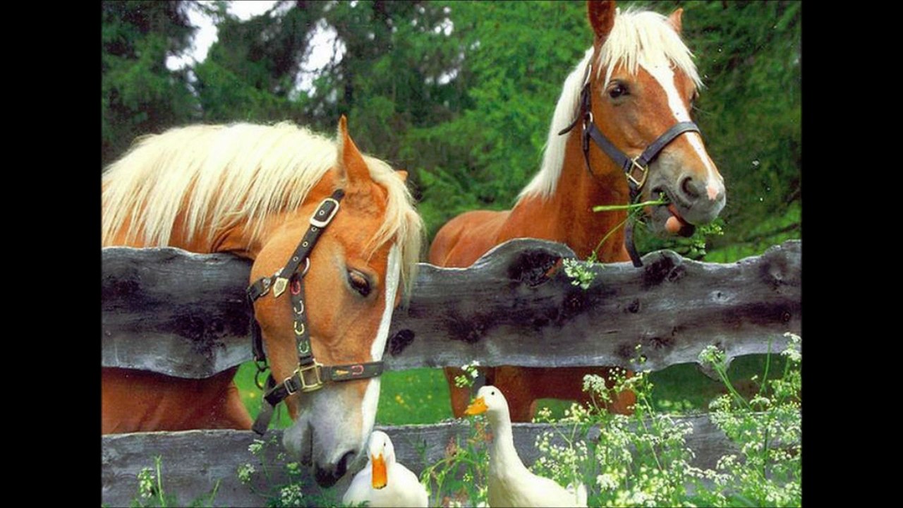 Stephan Forman Les chevaux de mon coeur (1976)