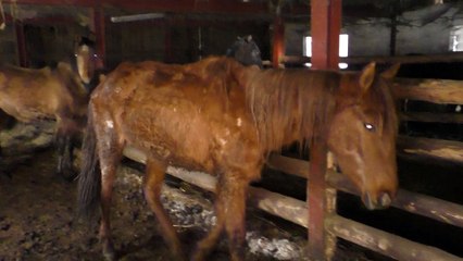 Négligence animale à Aywaille 5