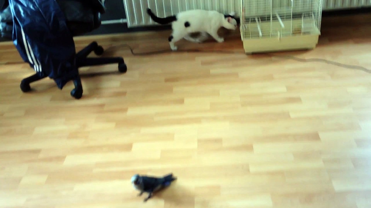 Cat vs Parrot