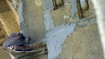 Common kestrel (Falco tinnunculus) scenes in Budapest, Hungary