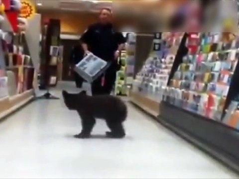Un ourson rentre dans un supermarché !
