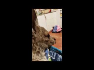 Caroline the Kangaroo Gets the Hiccups