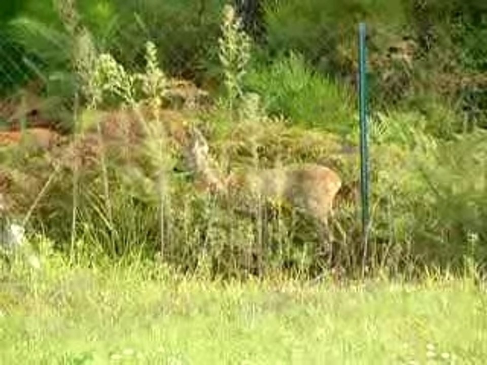 Bambi dans l'jardin