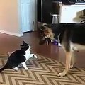 Un chat qui aime son ami le chien !! très mignon