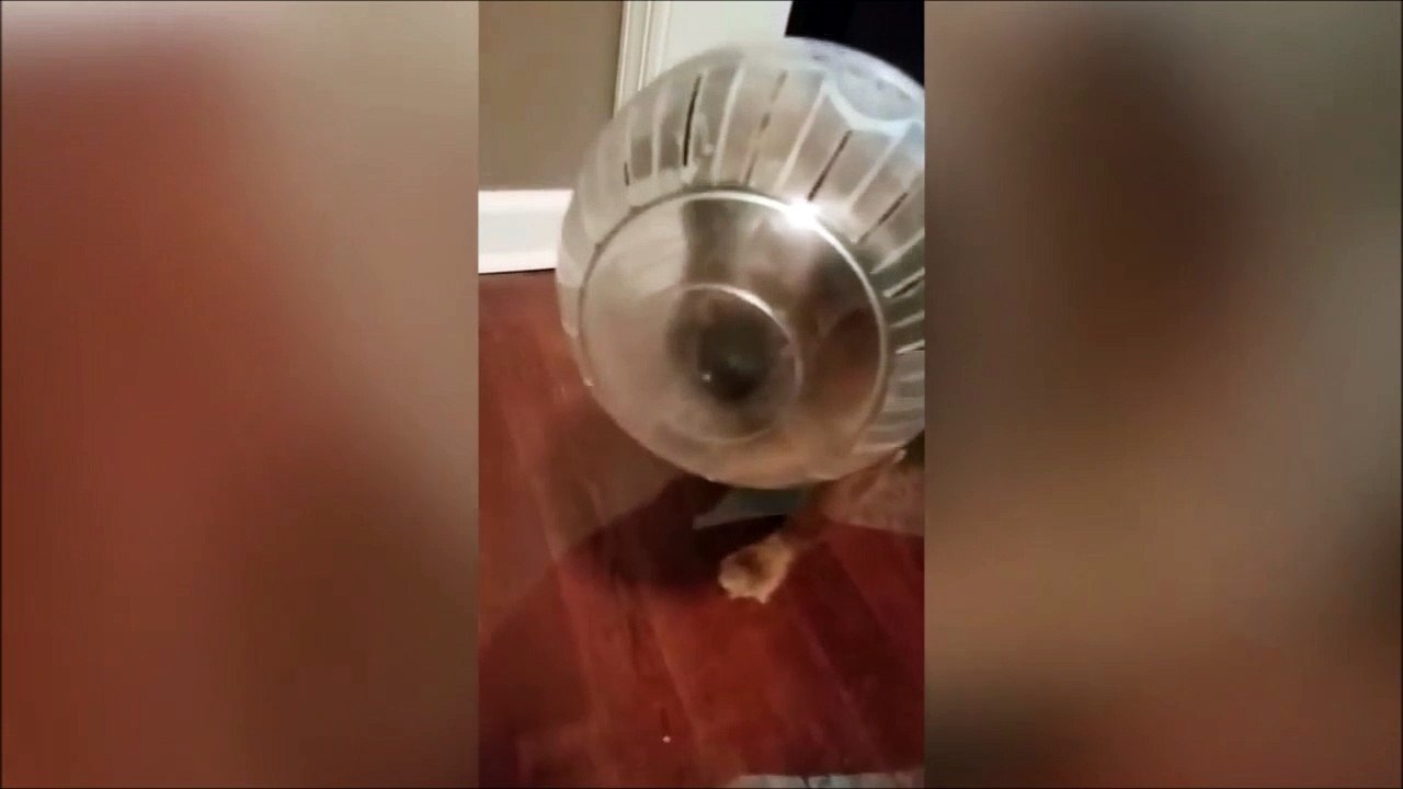 Ce chien a la tête coincée dans une boule en plastique... Oups