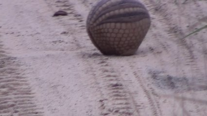 Ce tatou apeuré a une réaction adorable... hop en boule!