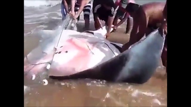 Ils tombent sur une raie manta piégée das sun filet de peche et vont tout faire pour la sauver