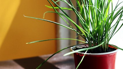 6 Herbs You Can Totally Grow Inside