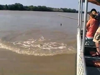 Le crocodile géant qui est devenu une « star » après avoir mangé un requin