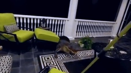 Alligator Shows Up on Charleston Porch