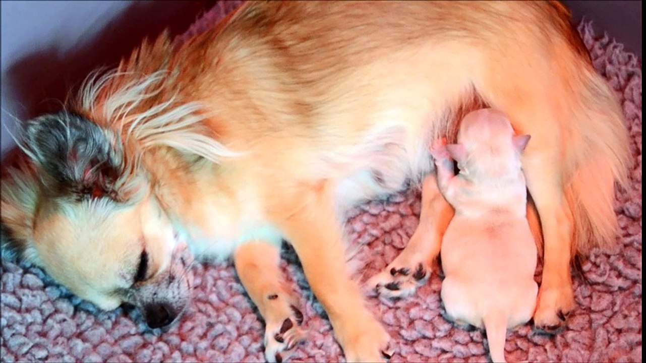 18 avril 2017 l'heurede la  tètée pour Nelson c'est sacré