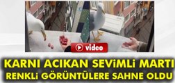Gagasıyla cama vurup yemek isteyen sevimli martı