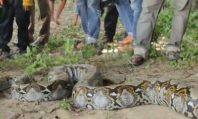 Temuan Ular Piton 7 Meter Gegerkan Warga