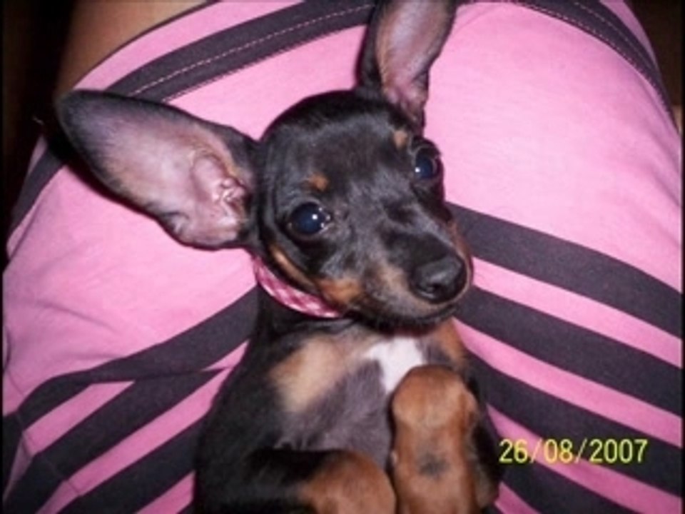 Chanel chien ratier de prague