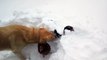 Un chien héroïque qui fait sortir deux poules bloquées dans la neige