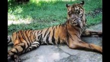 Découvrez le fameux zoo de l’enfer en Indonésie !
