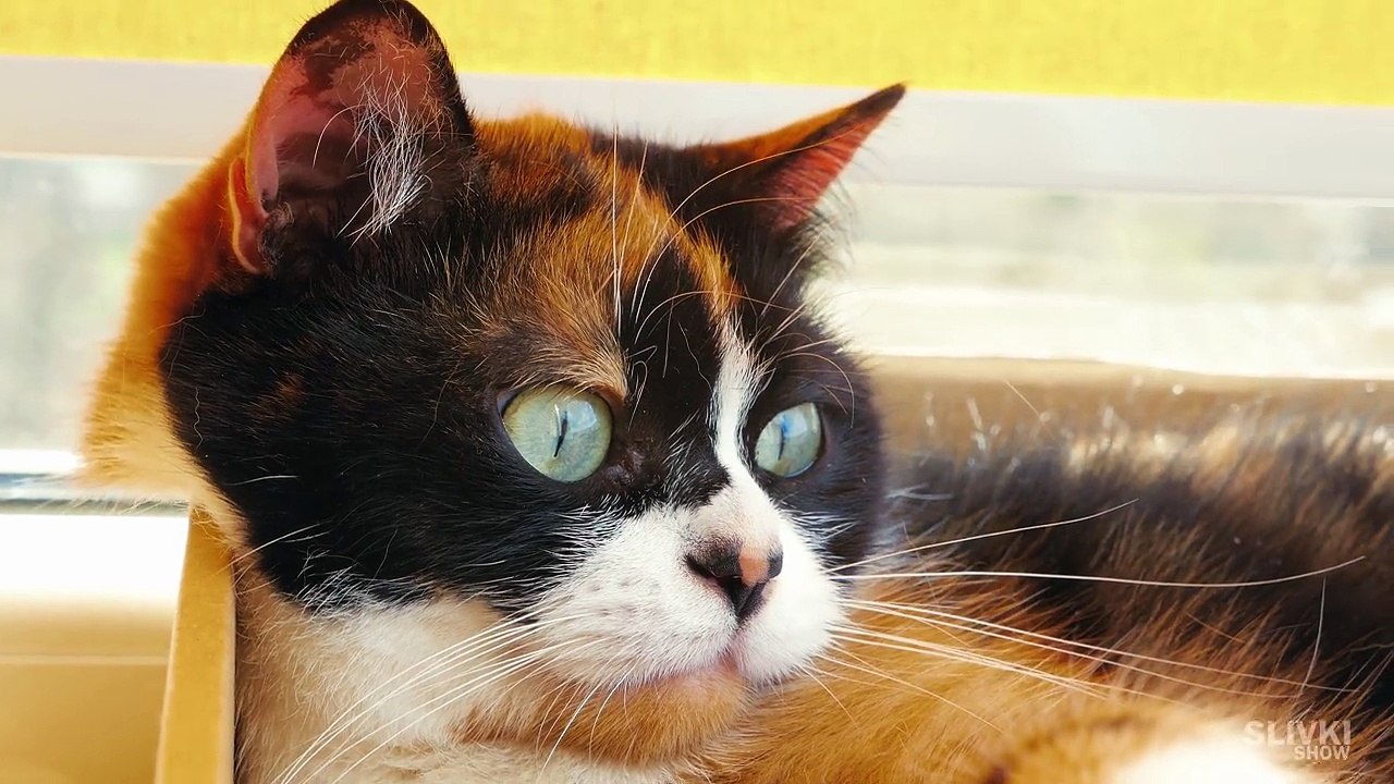 7 LIFE HACKS FOR CAT! [HD, 1280x720]