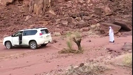 When You Underestimate The Power Of Nature (Revenge of the tree)