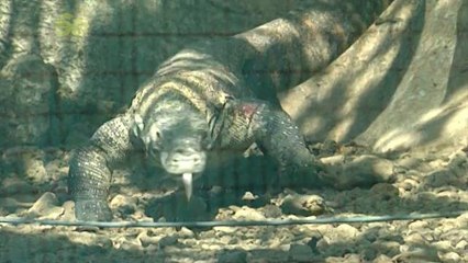 Komodo Dragon Blood Could Save Your Life