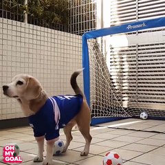 When animals are better than players! ⚽
