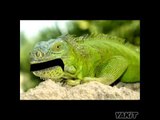 Humor: Qué le dijo una iguana a otra iguana