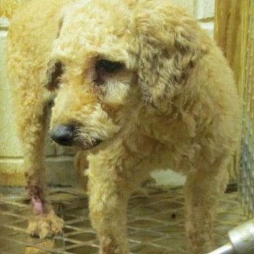 Adopt don't shop [Mic Archives]